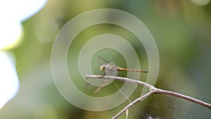 A beautiful Dragonfly in the garden with beautiful bokeh