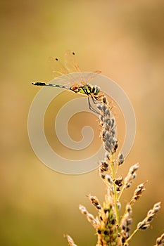 Beautiful dragonfly and grass flower.