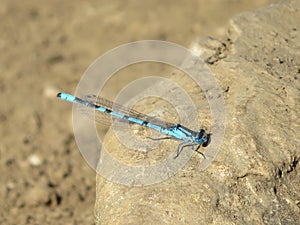 Beautiful dragonfly in intense color resting for the photo photo