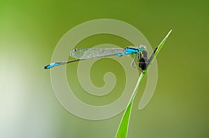 Beautiful dragonfly Ischnura elegans. Blue tailed Damselfly