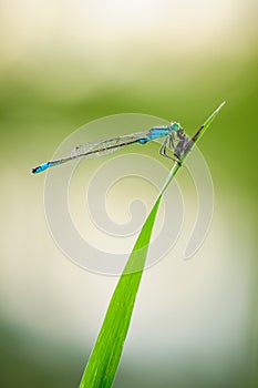 Beautiful dragonfly Ischnura elegans. Blue tailed Damselfly