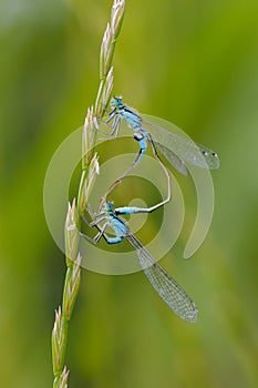 Beautiful dragonfly Ischnura elegans. Blue tailed Damselfly