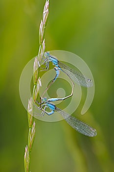 Beautiful dragonfly Ischnura elegans. Blue tailed Damselfly