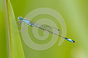 Beautiful dragonfly Ischnura elegans. Blue tailed Damselfly