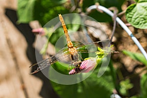 A beautiful dragonfly with its eyes photoreceptors visible. photo