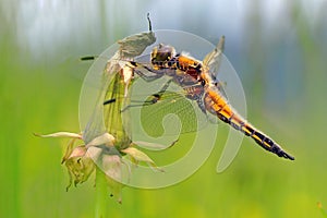 Beautiful dragonfly - Libellula quadrimaculata photo