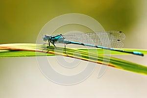 Beautiful dragonfly. Macro shot of nature. Libellula depressa. Insects close up.