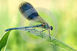 Beautiful dragonfly on a meadow closeup