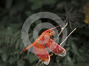 The beautiful dragonfly Neurothemis fluctuans isolated on a gray background, this dragonfly is red