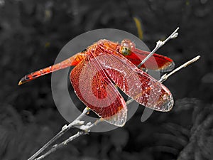 A beautiful dragonfly Neurothemis fluctuans perched on a branch