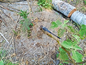 a beautiful dragonfly perched on a branch. all around there are green leaves, dry litter, and cut coconut tree trunks