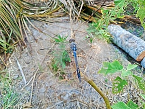 a beautiful dragonfly perched on a branch. all around there are green leaves, dry litter, and cut coconut tree trunks