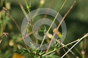 Beautiful dragonfly perched on a flower stem.