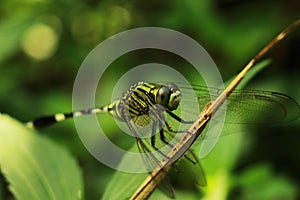 beautiful dragonfly perched on a tree branch with bokeh background, macro photography