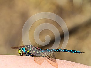 Beautiful dragonfly shot from very close colorful