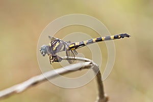 Beautiful dragonfly side view