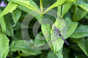 Beautiful dragonfly sitting on a green leaf on a plant