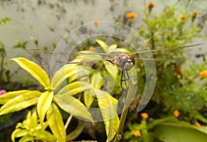 Beautiful dragonfly sitting on green leaves plant growing in garden, nature photography, closeup of wings, wildlife insect