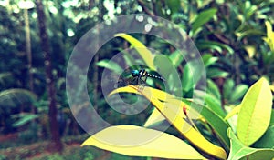 Dragonfly sitting on a leaf