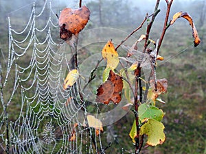 Beautiful dragonfly and spider net with morning dew , Lithuania