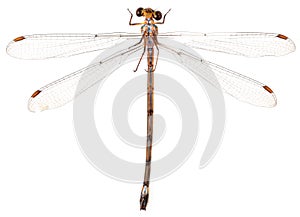 Beautiful dragonfly with wings isolated on white background