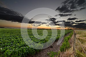 Beautiful dramatic cloudscape over a cultivated agricultural field in Uruguay, Juan Lacaze, Colonia photo