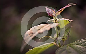 Beautiful and dramatic Leaf Shots