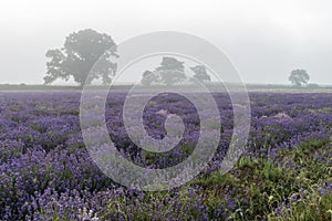 Beautiful dramatic misty sunrise landscape over lavender field i