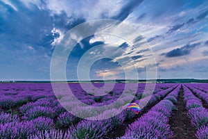 Beautiful dramatic stormy sky  over a field of lavender with a rainbow scarf and wind turbines