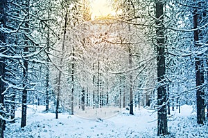 Beautiful and dramatic winter sunset landscape scenery with tree