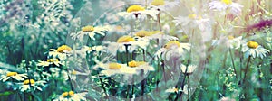 Beautiful dreamy daisy flowers, grass, ladybug close-up on wild field in sunset light panorama. Soft focus nature background. Copy photo