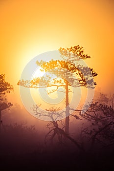 A beautiful, dreamy morning scenery of sun rising above a misty marsh. Colorful, artistic look.