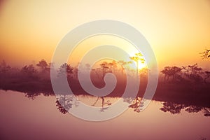 A beautiful, dreamy morning scenery of sun rising above a misty marsh. Colorful, artistic look.