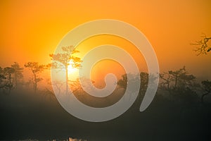 A beautiful, dreamy morning scenery of sun rising above a misty marsh. Colorful, artistic look.