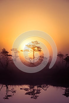 A beautiful, dreamy morning scenery of sun rising above a misty marsh. Colorful, artistic look.