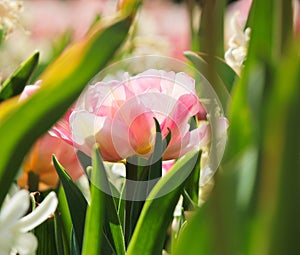 Beautiful dreamy pastel pink tulip photo