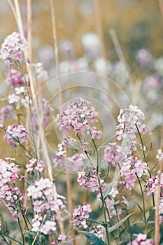 Beautiful dreamy red pink wild flowers, blurry background photo
