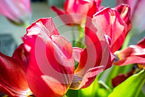 Beautiful dreamy tulips