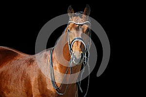 Beautiful dressage stallion isolated on black background