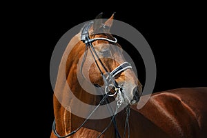 Beautiful dressage stallion isolated on black background