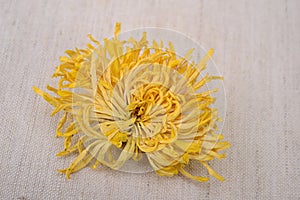 A beautiful dried chrysanthemum