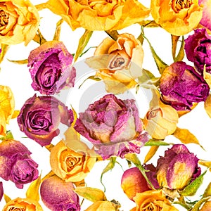 Beautiful dried colorful roses like as background is isolated on