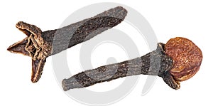 Two decorative scented cloves in close-up. Syzygium aromaticum photo