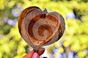 Beautiful dried hull of Basiloxylon brasiliensis heart-shaped fruit