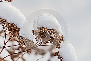 The beautiful dried orange and yellow flowers sedum telephium with white snow are on the white blurred background in winter