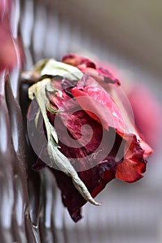 Beautiful Dried Red Rose on a Park Bench