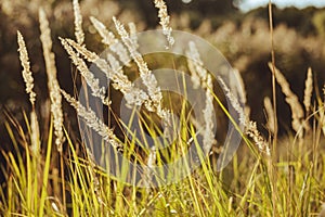 Beautiful dried spikelets in morning sunlight - photo with selective focus