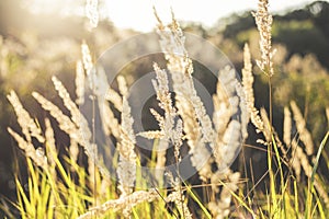 Beautiful dried spikelets in morning sunlight - photo with selective focus