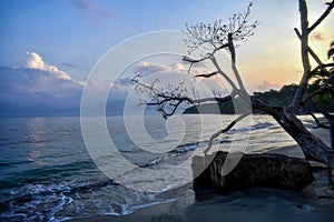 Beautiful driftwood and a dead tree at sunrise at the beach in the Caribbean Sea