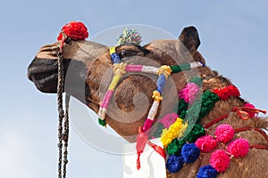 Beautiful dromedary Camel on Bikaner Camel Festival in Rajasthan, India